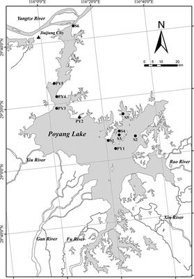 Diazotrophic community in the sediments of Poyang Lake in response to water level fluctuations